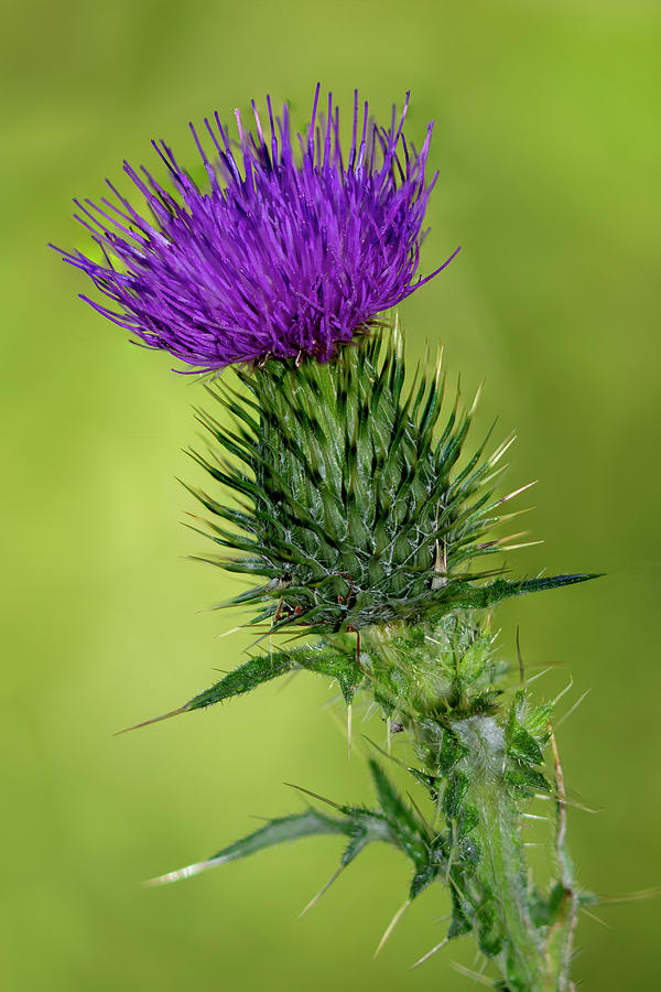 Milk thistle by Steev Stamford Milk thistle by Steev Stamford