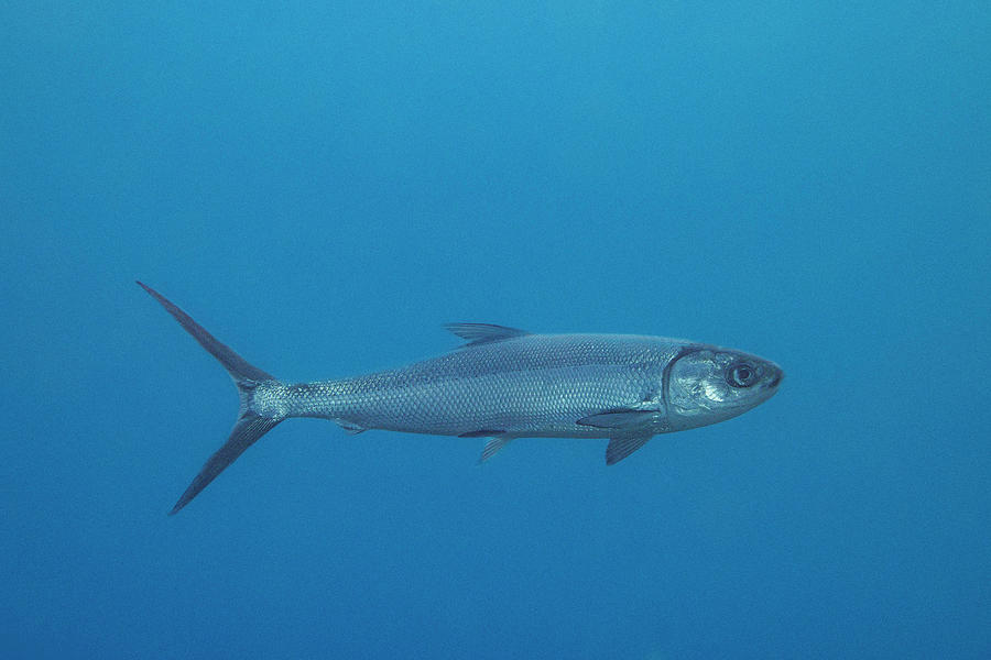 Milkfish Swimming In Open Ocean, Hawaii, Pacific Photograph by David ...