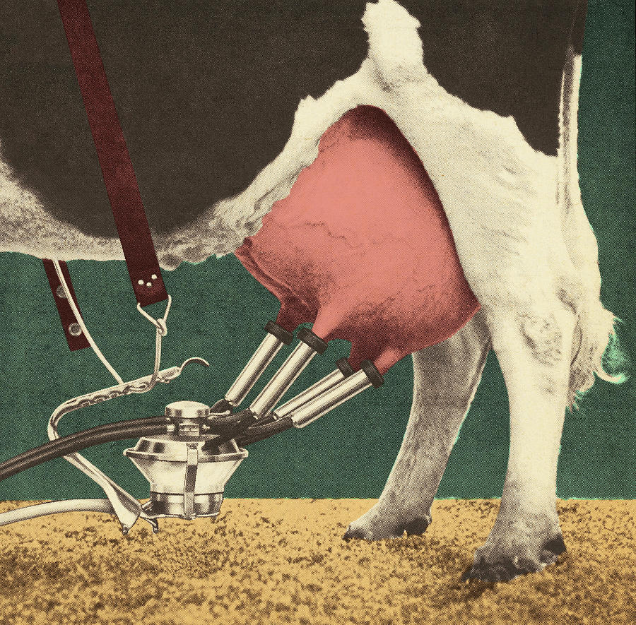 Device Drawing - Milking a Cow by CSA Images
