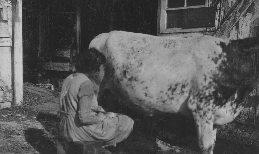 Milking a cow Painting by Unknown