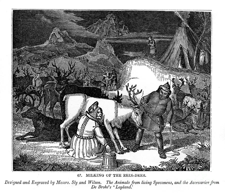 Milking Of The Rein-deer, 1843. Artist Drawing by Print Collector