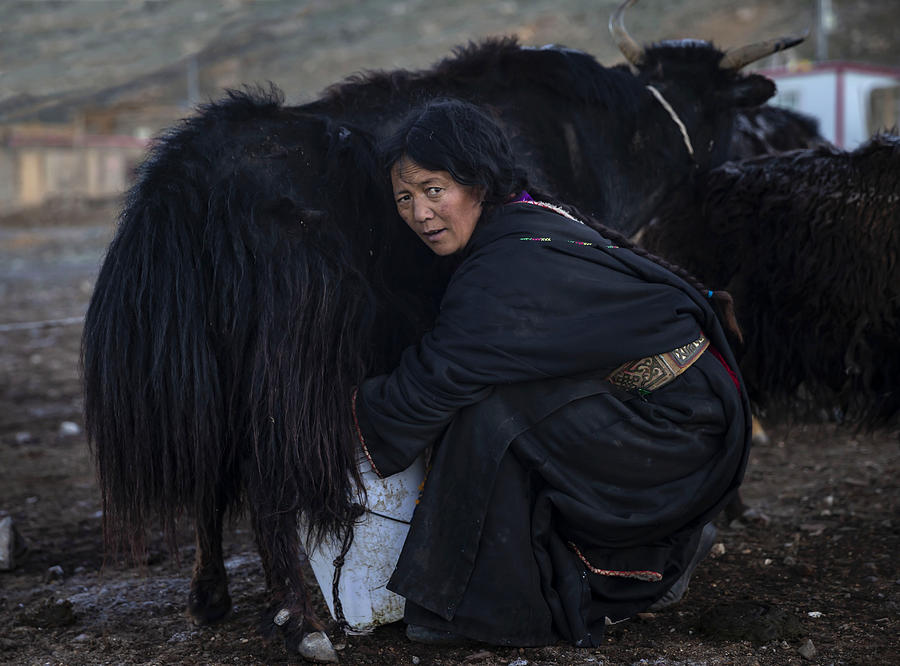 Tibetan Photograph - Milking Tibetan Mother by Yibing Nie