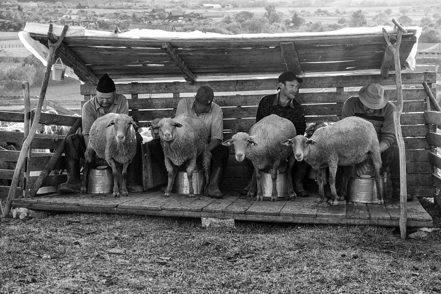 Sheep Photograph - Milking by Zoran Toldi