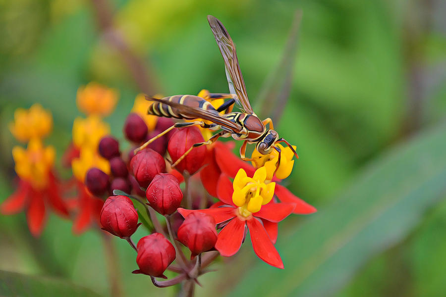 Milkweed And A Wasp Photograph by Gaby Ethington