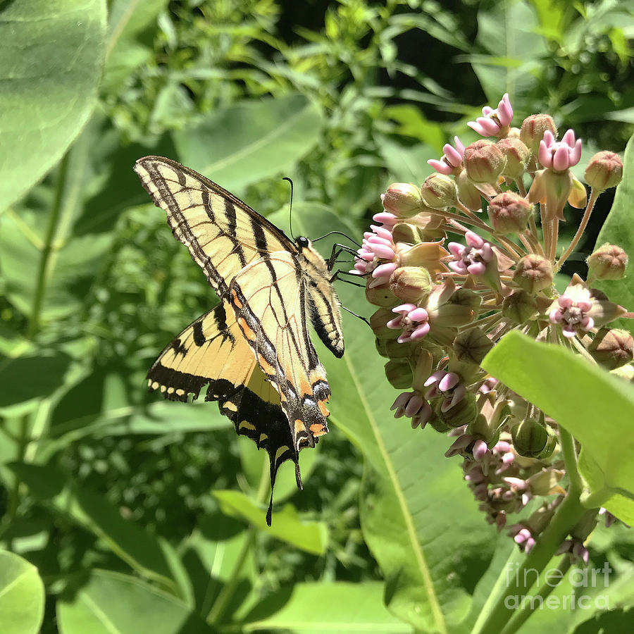 Milkweed and Butterfly 1 Photograph by Amy E Fraser - Fine Art America