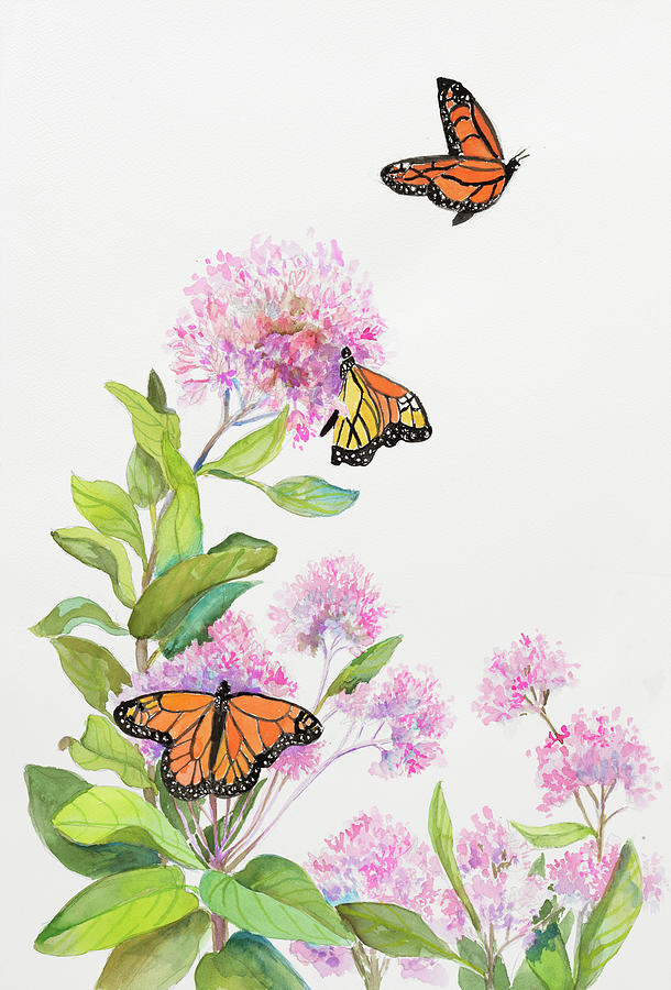 Insects Painting - Milkweed And Monarch Butterflies by Joanne Porter