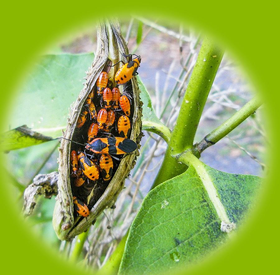 Milkweed Bugs in Milkweed Pod Photograph by Carol Senske | Fine Art America