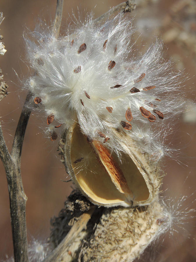 milkweed burst by Peg Toliver milkweed burst by Peg Toliver
