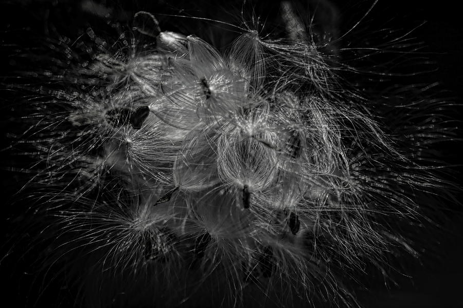 Milkweed Explosion BW Photograph by Dale Kauzlaric