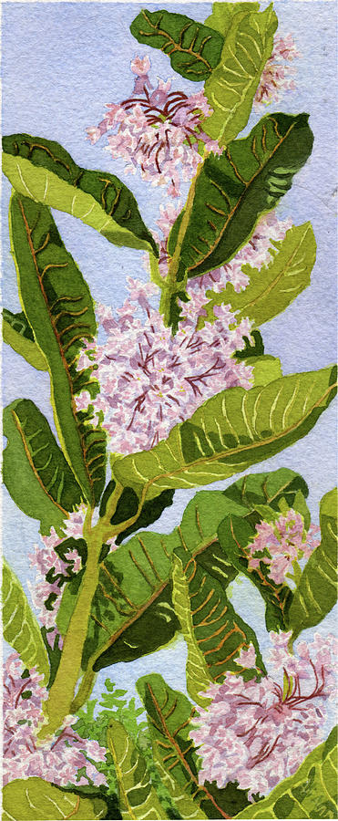 Flower Painting - Milkweed II by Alice Ann Barnes