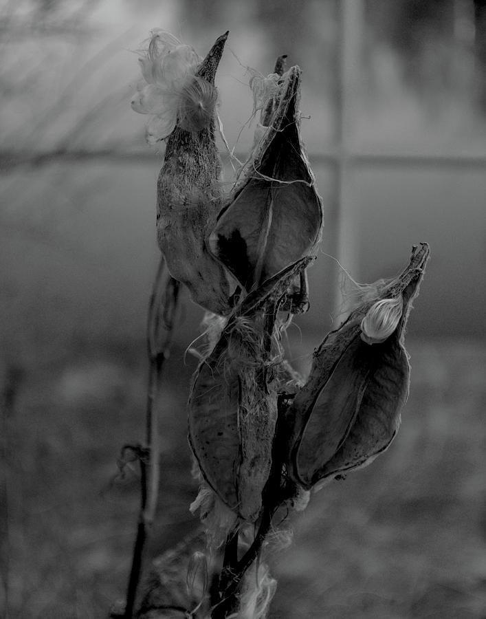 Milkweed in black and white Photograph by Maggy Marsh