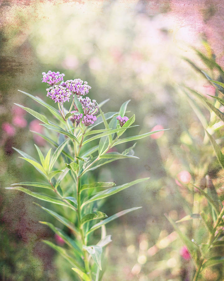 Milkweed In The Summer Sun Photograph by Jennifer Grossnickle