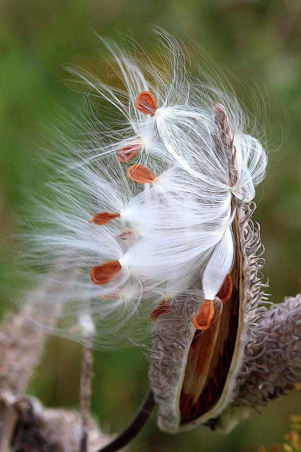 Milkweed Marvels by Carolyn Fletcher Milkweed Marvels by Carolyn Fletcher