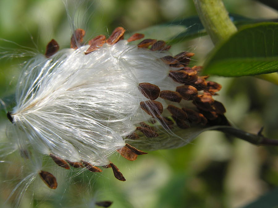 Milkweed Seeds Photograph By Daniel Caracappa