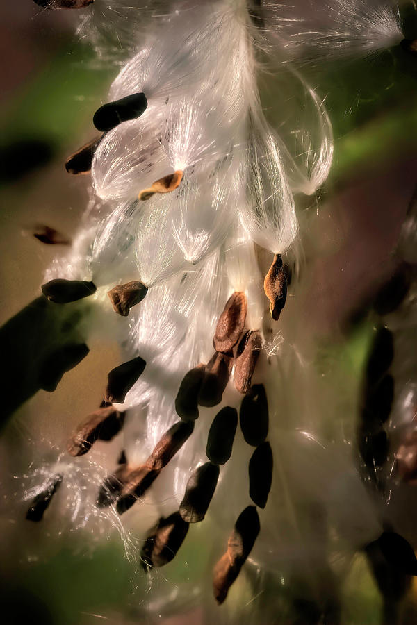 Milkweed Seeds Photograph by Donna Kennedy
