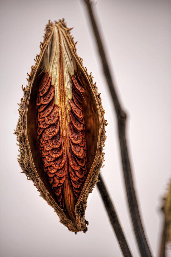 Milkweed Seeds In Pod Photograph by Dale Kauzlaric