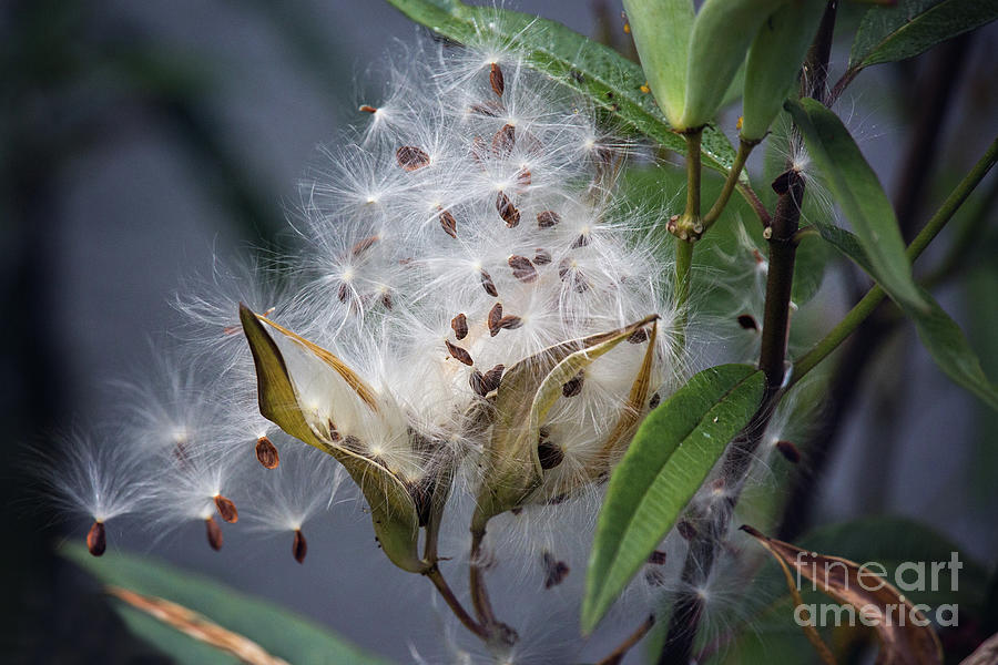 Flower Photograph - Milkweed Seeds by Sharon McConnell