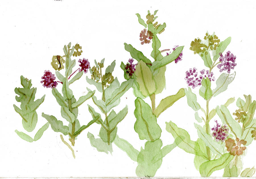 Flowers Still Life Painting - Milkweed Sketch by Alice Ann Barnes
