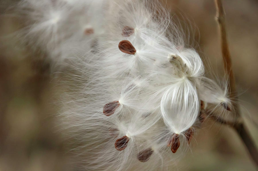 Milkweed Spreading Seeds Photograph by Laura Smith