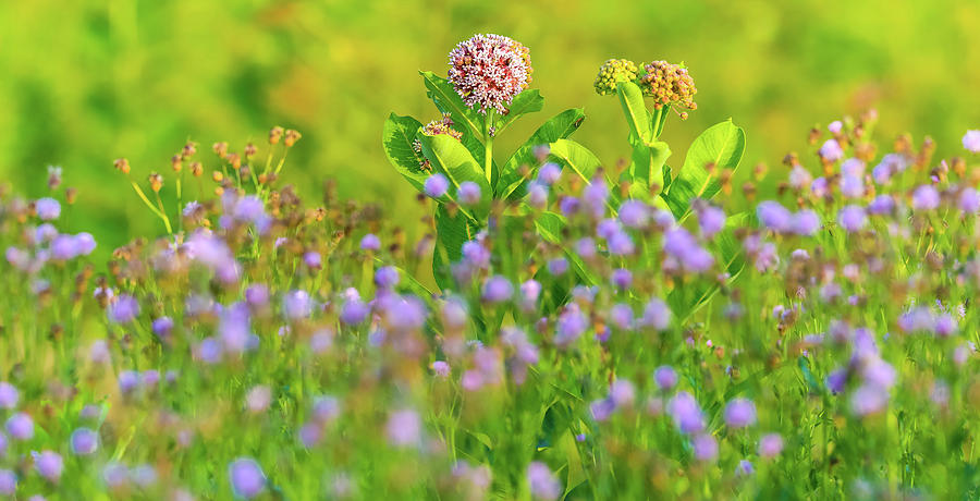 Milkweed Wildflower Field by Dan Sproul Milkweed Wildflower Field by Dan Sproul