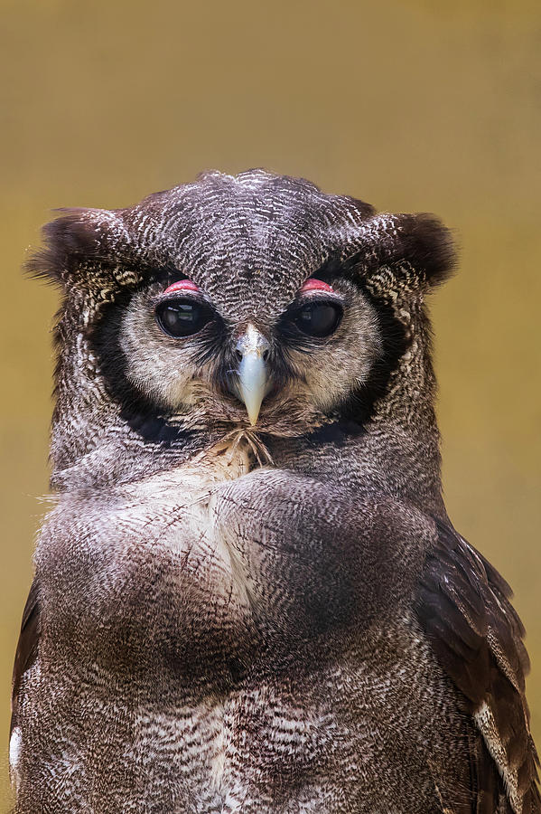Milky eagle owl Photograph by Chris Smith