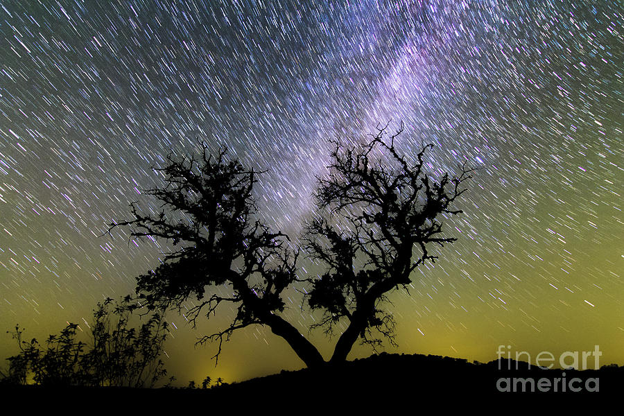 Tree Photograph - Milky Way And Star Trails Over Tree by Miguel Claro/science Photo Library