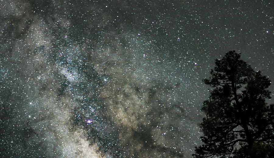 Milky Way And Tree Photograph By Caroline Haldeman 