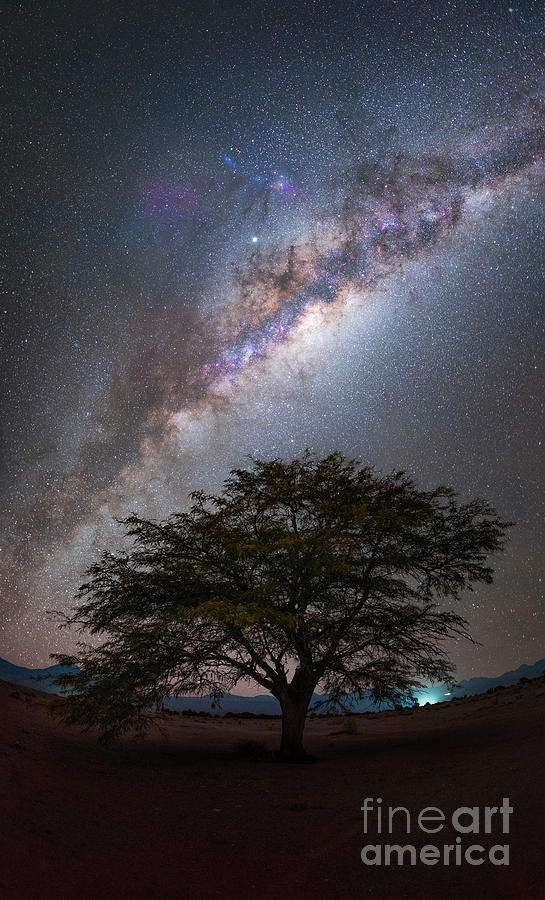 Milky Way Over A Tree Photograph by Miguel Claro/science Photo Library