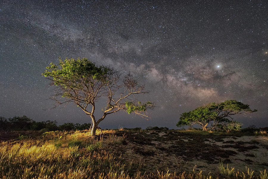 Milky Way Over the Trees Photograph by Carol Ward - Fine Art America