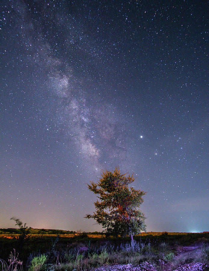 Milky Way Rising Over Tree Photograph by Hillis Creative