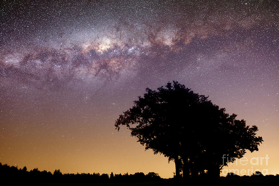 Nature Photograph - Milky way with tree starry sky by Gregory DUBUS