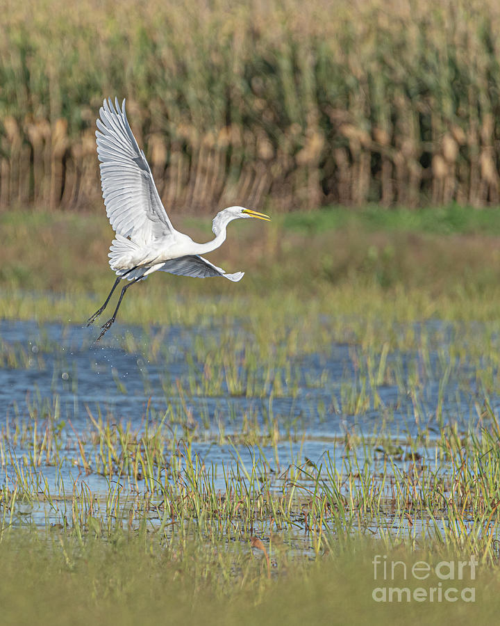Milky White Egret #1 Photograph by Amfmgirl Photography
