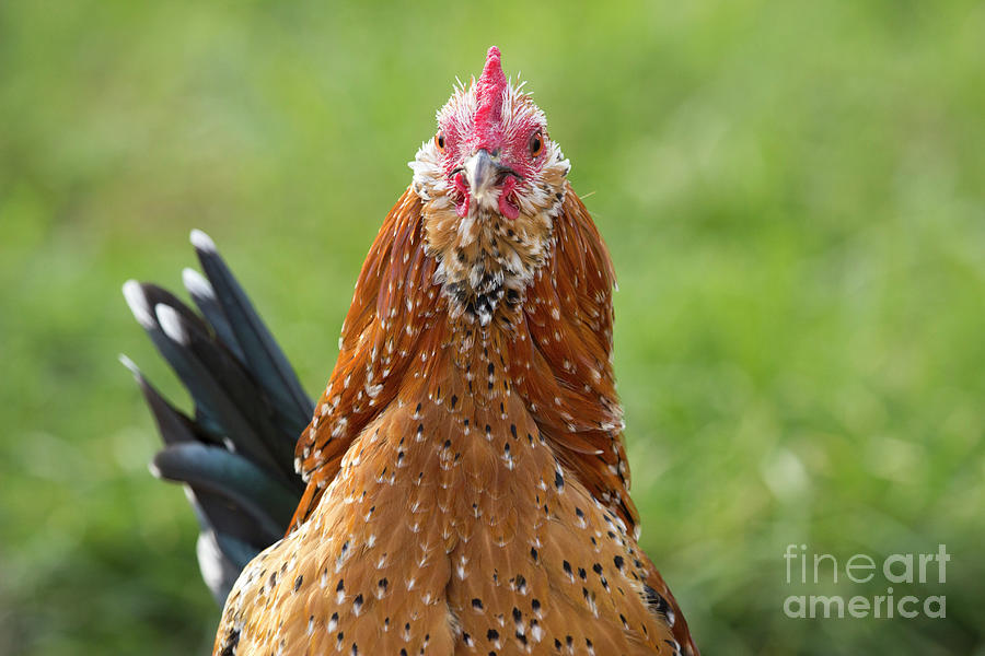 Mille Fleur dUccle Rooster Photograph by Jeannette Hunt