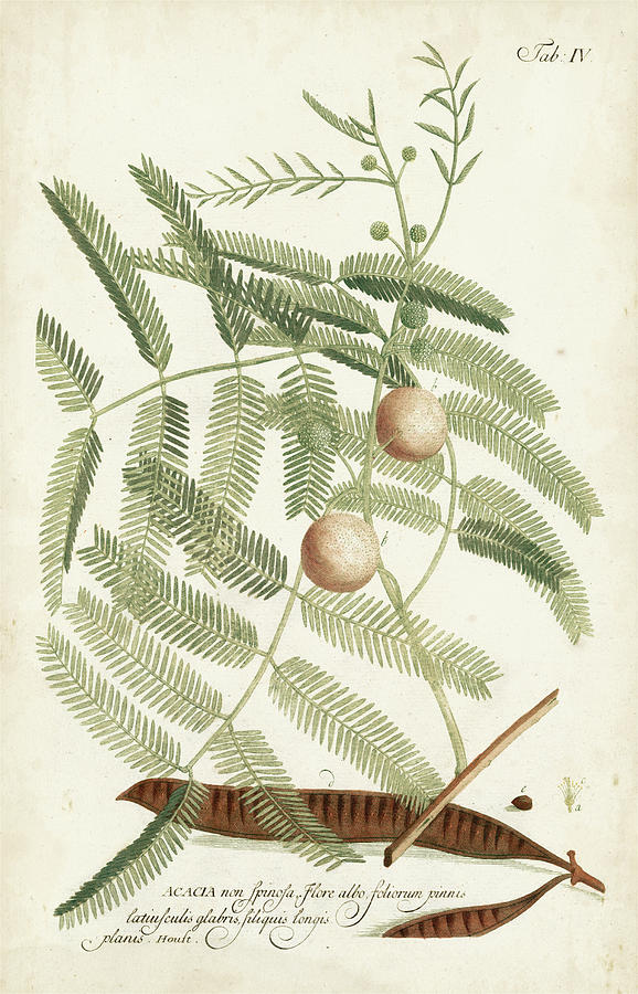 Botanical Painting - Miller Ferns II by Phillip Miller