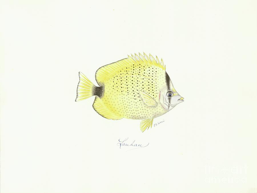 Millet Butterflyfish Photograph by Natural History Museum, London ...