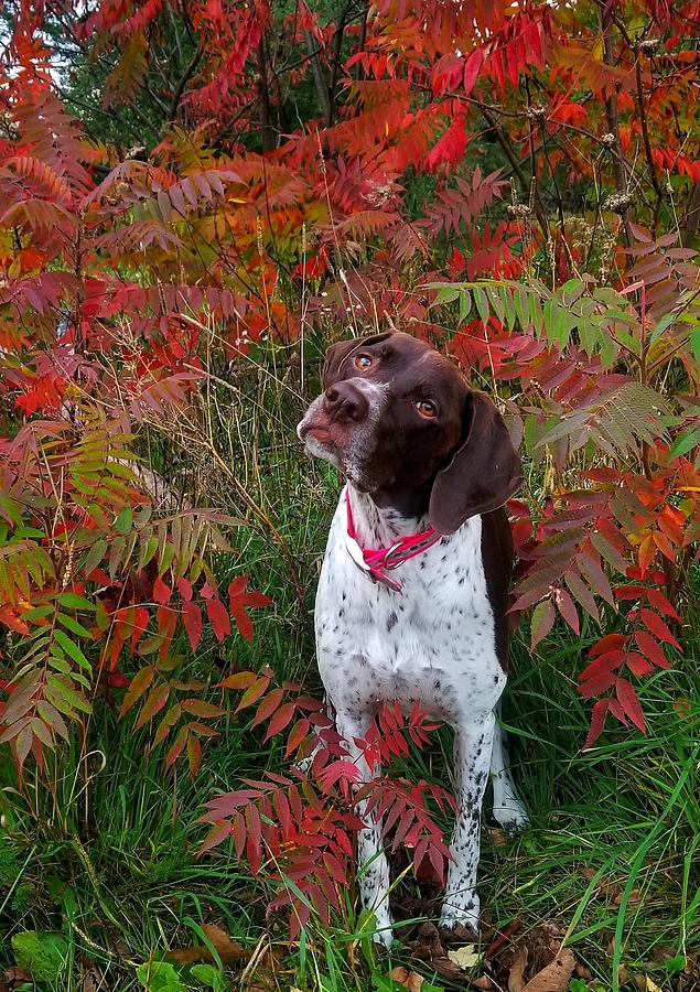 Millie in Sumac Photograph by Brook Burling