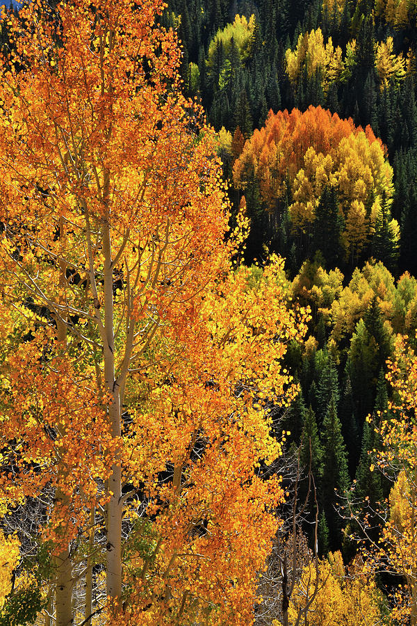 Million Dollar Highway Glowing Aspens Photograph by Ray Mathis