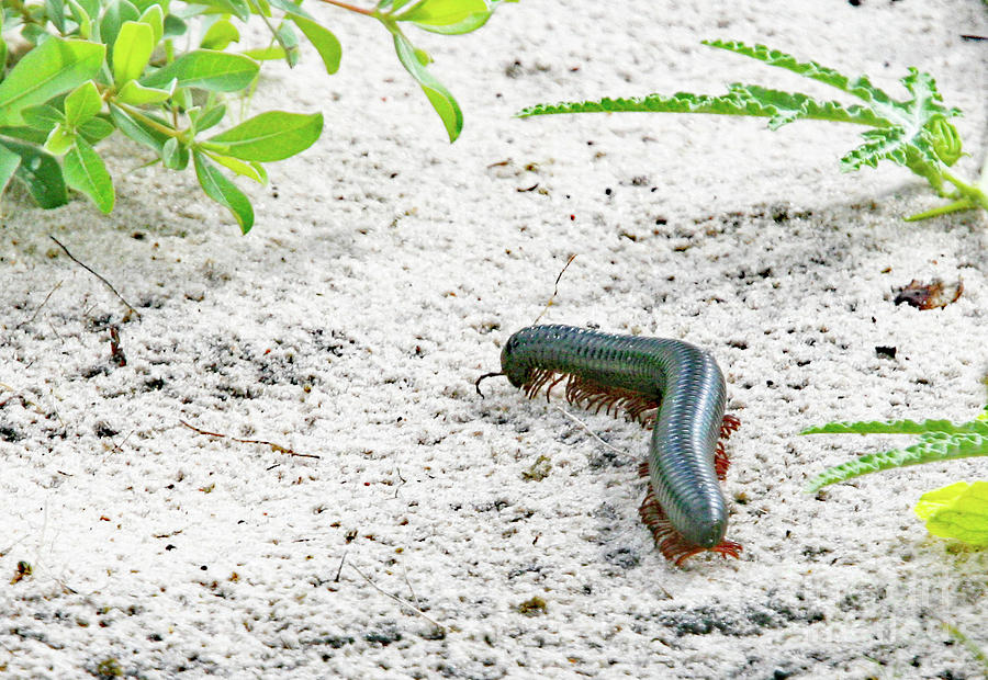 Millipede-Namibia by PJ Boylan Millipede-Namibia by PJ Boylan