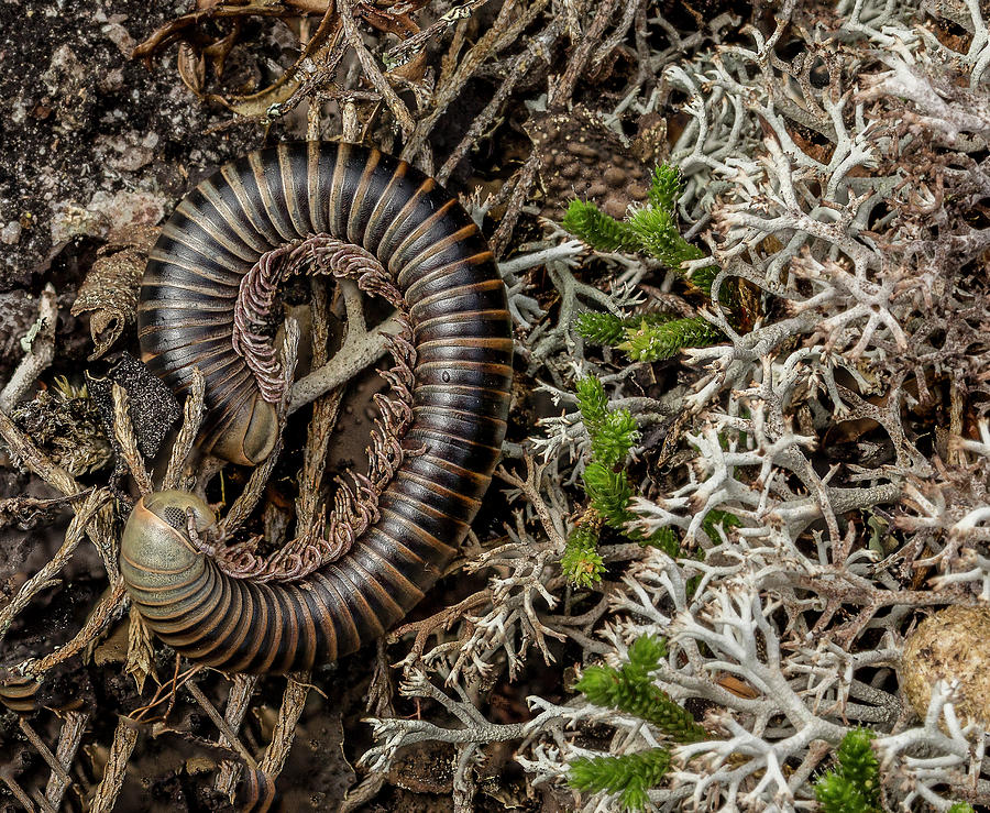 Millipede by Ronald Santini Millipede by Ronald Santini