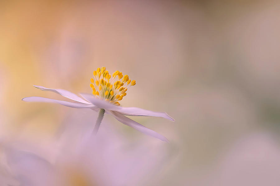 Flower Photograph - Milt Ljus. by Ylva Sjgren