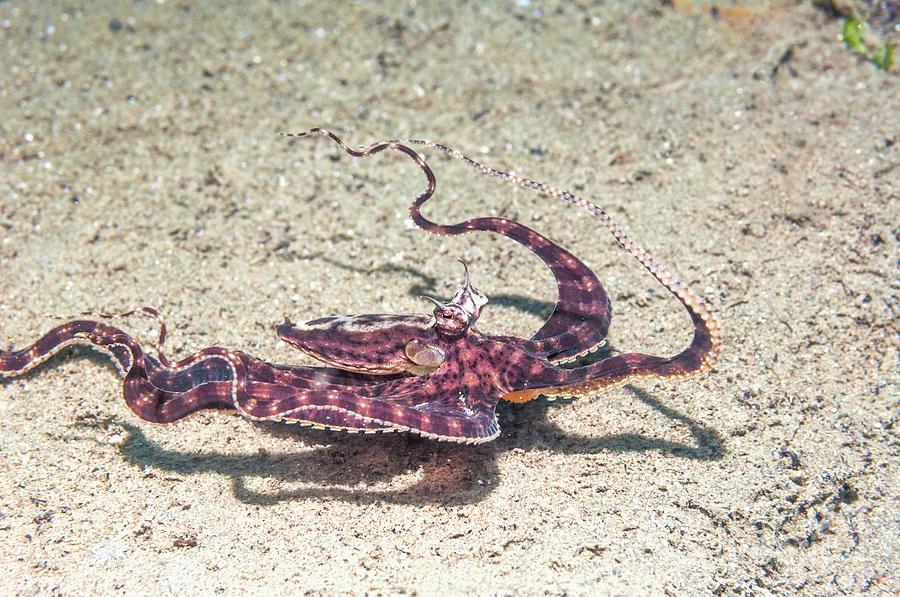 Mimic Octopus Swimming Photograph by Georgette Douwma/science Photo Library