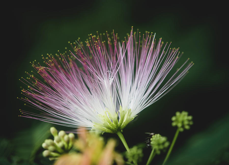 Mimosa Bloom Photograph by Lori Rowland