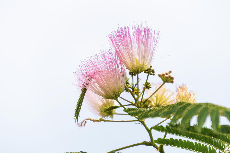 Mimosa Blooms Photograph by Debra Martz