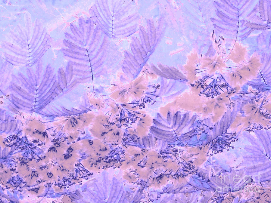 Mimosa Purple by Cveti Dinkova Mimosa Purple by Cveti Dinkova