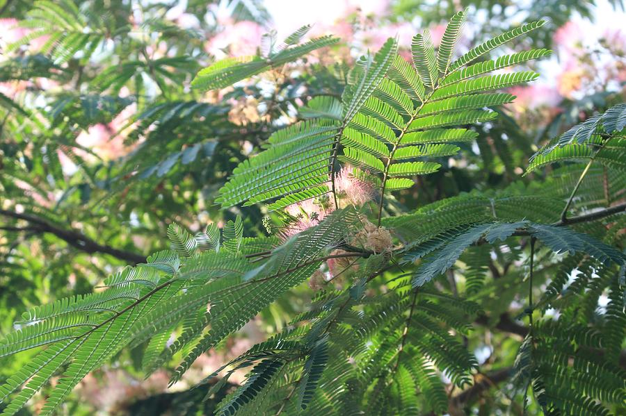 Mimosa Tree Blooms and Fronds Photograph by Christopher Lotito