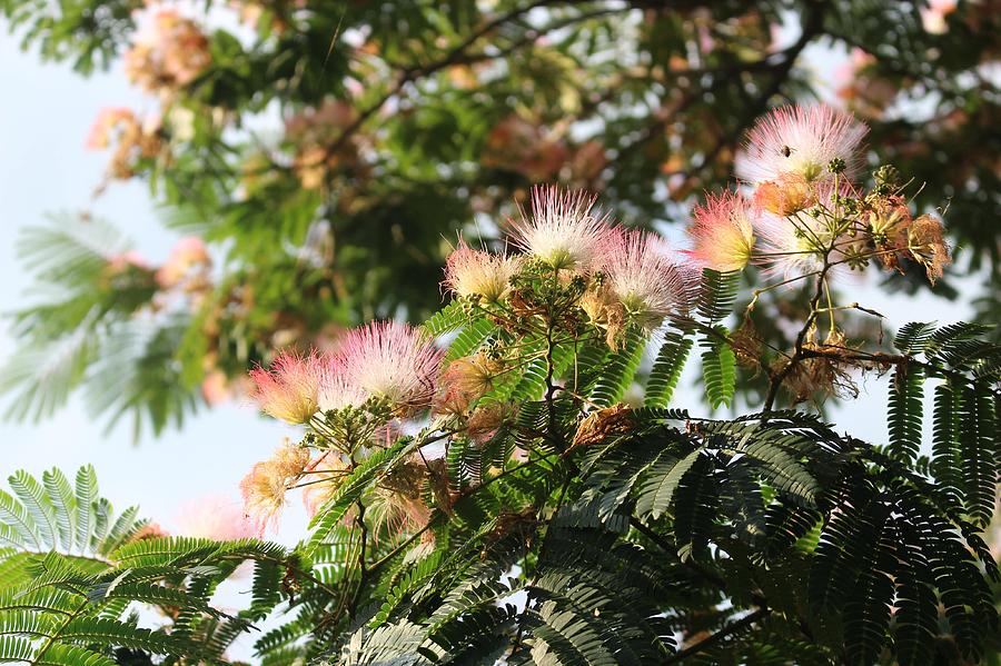 Mimosa Tree Flowers Photograph by Christopher Lotito