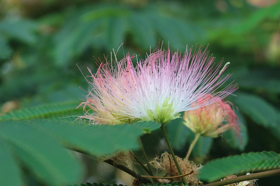 Mimosa Tree in Bloom Photograph by Christopher Lotito