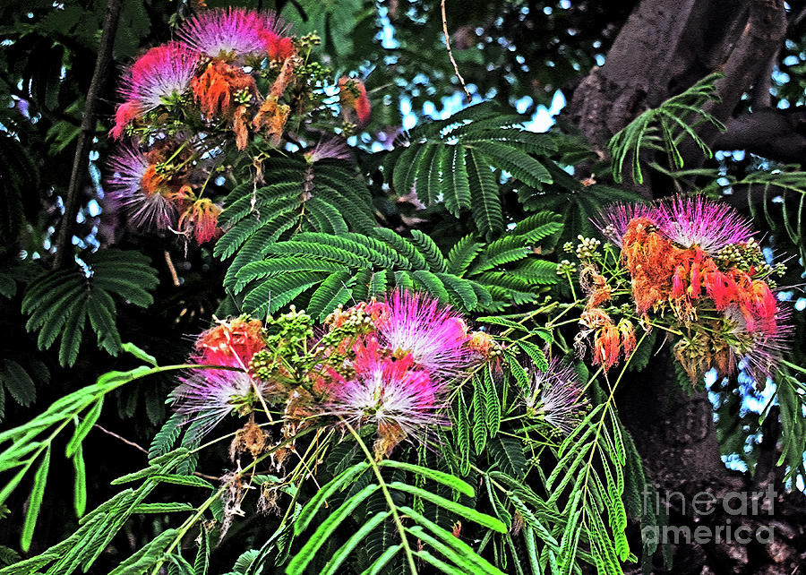 Mimosa Tree Photograph by Lydia Holly