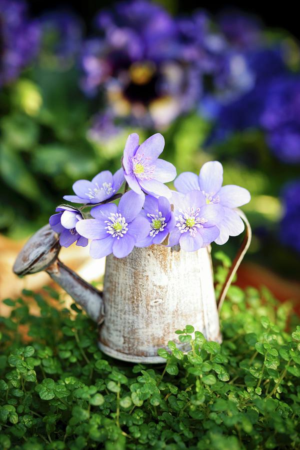 Mind-your-own-business Plant Decorated With Liverwort In Miniature Watering Can Photograph by Angelica Linnhoff