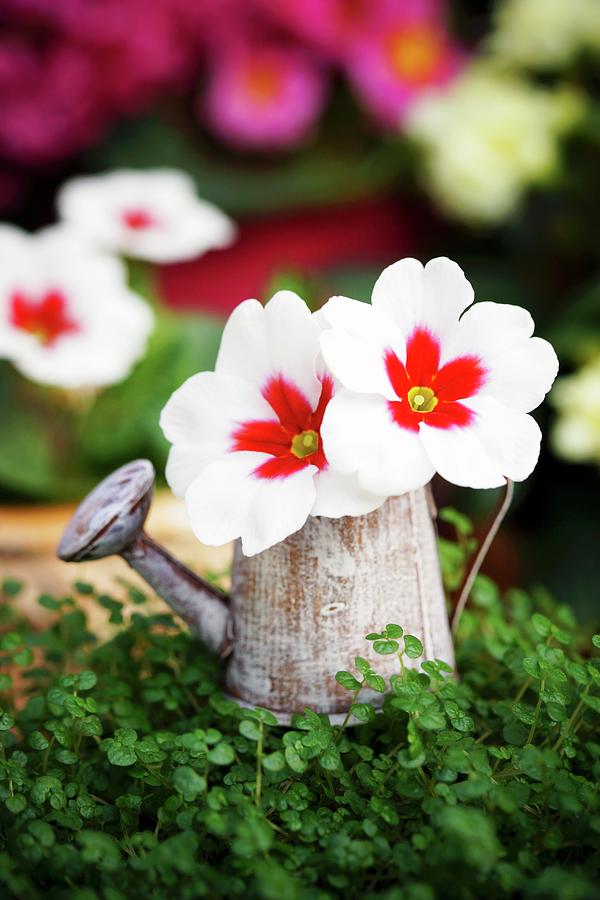Mind-your-own-business Plant Decorated With Primulas In Miniature Watering Can Photograph by Angelica Linnhoff